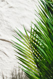 Abstract summer background with palm leaf and shadows.
