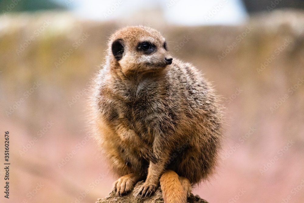 Fototapeta premium meerkat on the lookout