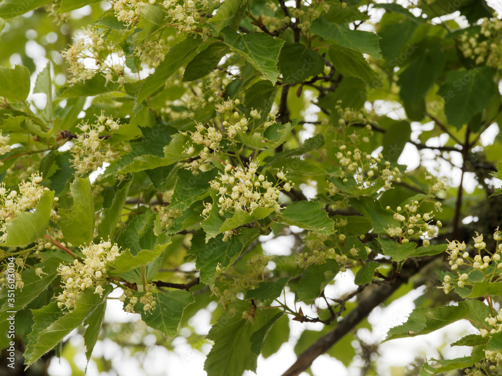 (Acer tartaricum) Érable de Tartarie ou érable du fleuve Amour aux panicules de fleurs blanc