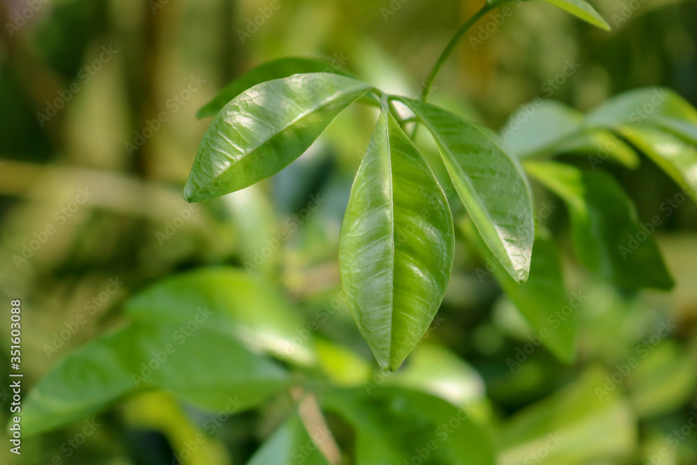 Three Green Leaves with Green Blur Background Three Green Leaves with Green Blur Background