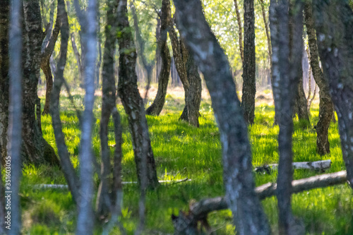 Fototapeta Naklejka Na Ścianę i Meble -  Piękny las podświetlony słońcem