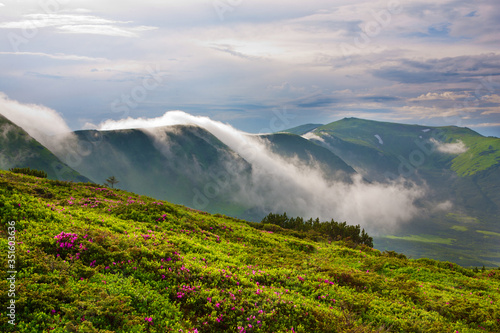 Blooming rhododendron in the Eastern Carpathians