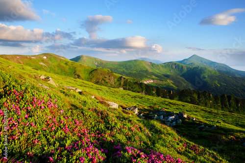 Blooming rhododendron in the mountains