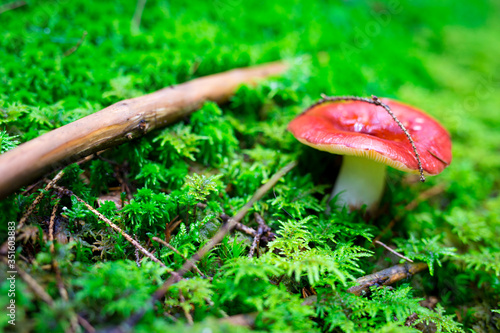 Mushroom with a red hat on green moss in the wild forest. The mushroom grows in a green forest. Mushroom closeup. Mushrooms in the moss