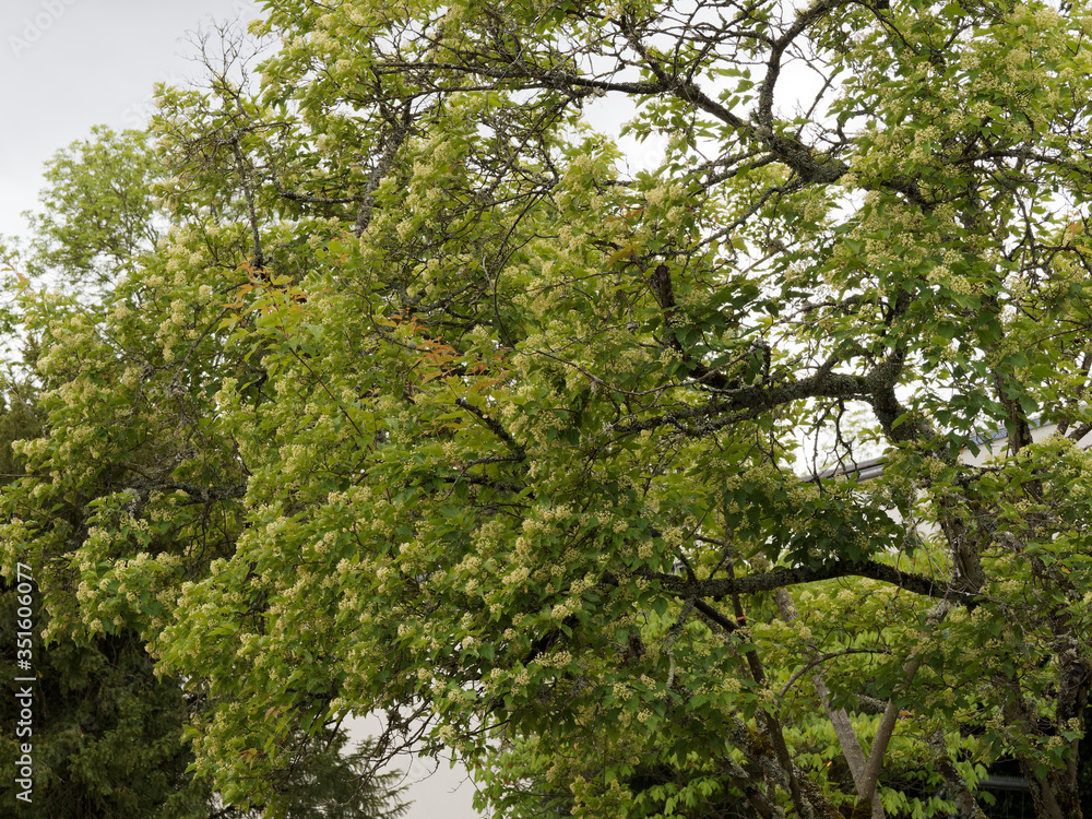 Fototapeta premium (Acer tartaricum) Érable de Tartarie ou érable du fleuve Amour, petit arbre au port évasé, cime arrondie, feuillage découpé vert brillant