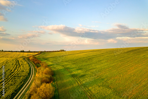 Fototapeta Naklejka Na Ścianę i Meble -  Aerial view of bright green agricultural farm field with growing rapeseed plants and cross country dirt road at sunset.