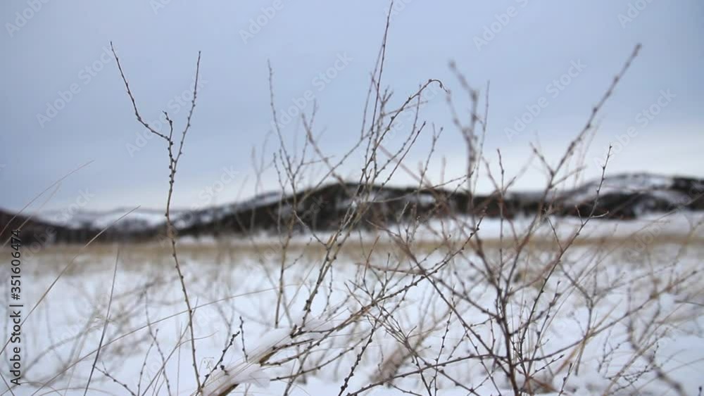 Camera on a rail moves through frozen bushes, polar regions, winter, snow, mountains, tundra, far north, harsh conditions, dried grass is visible through thin snow, dry plants around camera, silence Camera on a rail moves through frozen bushes, polar regions, winter, snow, mountains, tundra, far north, harsh conditions, dried grass is visible through thin snow, dry plants around camera, silence