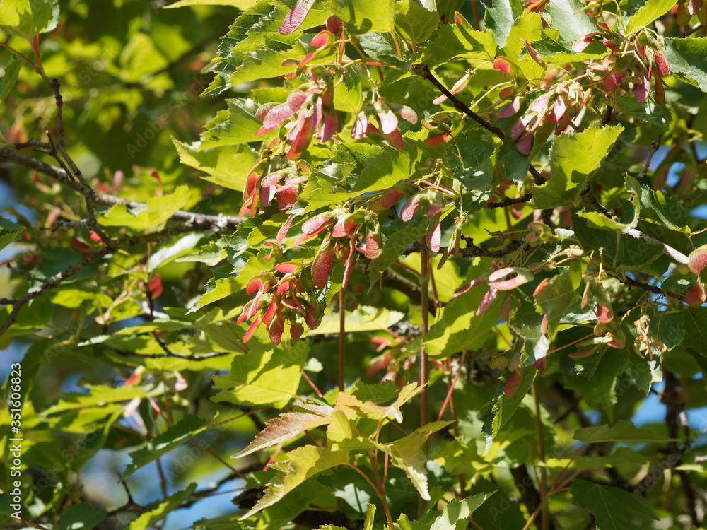 Acer tartaricum Érable de Tartarie ou érable du fleuve Amour aux branches garnies samares