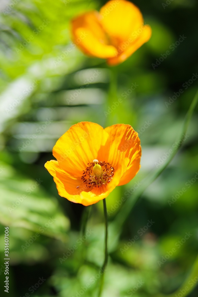 Close up of isolated yellow hornpoppy flower blossom (glaucium flavum)) with green bokeh background (focus on center) Close up of isolated yellow hornpoppy flower blossom (glaucium flavum)) with green bokeh background (focus on center)