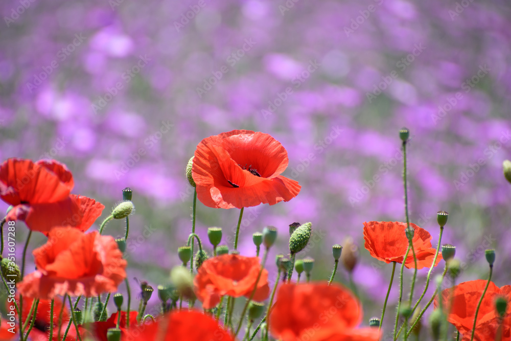 Fototapeta premium ポピー畑