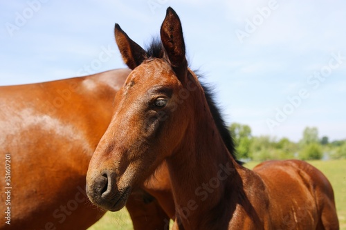 Close up portrait of brown hanoverian foal with mare mare on meadow, river background - Netherlands