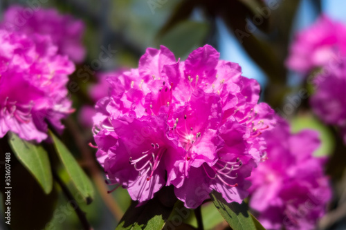 Close-up view of a branch of rhododendron "Anna Rose Whitney", a beautiful broadleaf evergreen shrub with large, showy clusters of pink flowers in spring