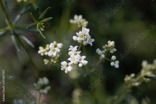 Flower of a waxy bedstraw plant, Galium glaucum