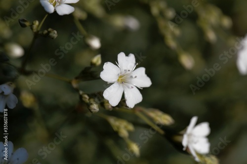 Flower of an alpine gypsophila  Gypsophila repens 