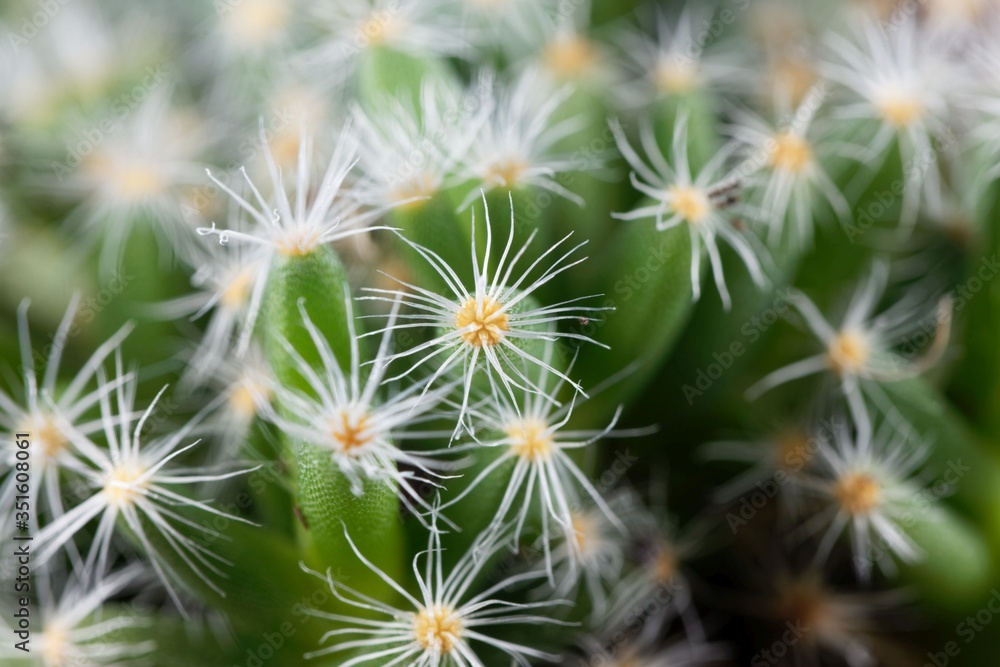 Leaves of the succulent plant Trichodiadema densum Leaves of the succulent plant Trichodiadema densum