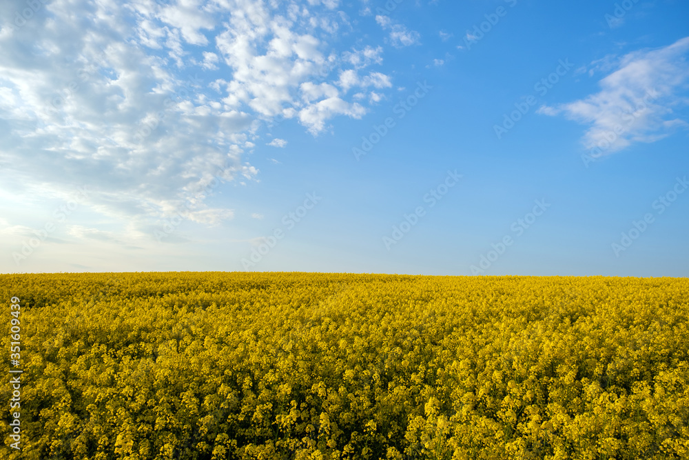 Landscape with blooming yellow rapeseed agricultural field and blue clear sky in spring.