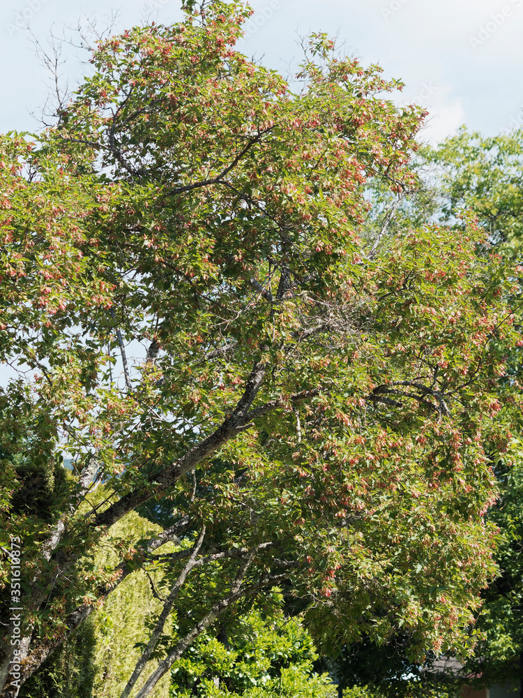 Acer tartaricum Érable de Tartarie ou érable du fleuve Amour StockFoto Adobe Stock