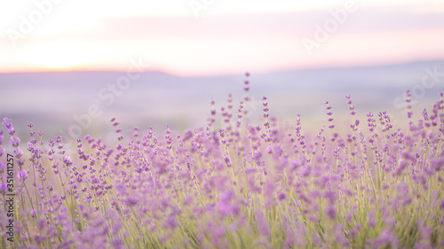 Lavender field closeup view. Purple lavender garden. Spa essential oil of beautiful herbs.