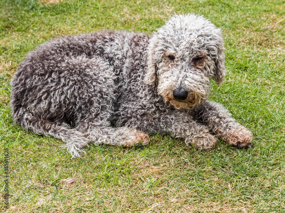 Bedlington terrier unclipped lying on grass
