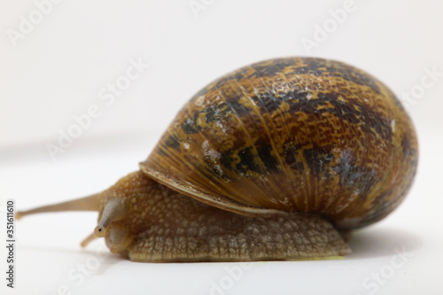 snail on the white background photo