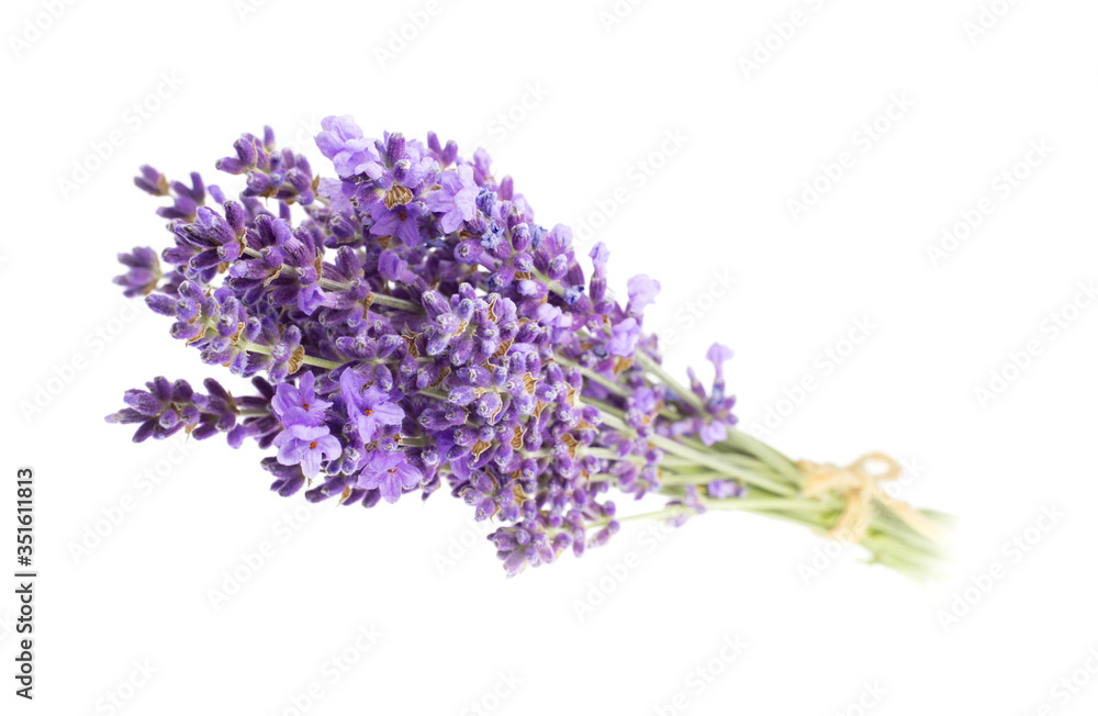 Obraz premium Lavender flowers bouquet in closeup. Bunch of lavender flowers isolated over white background.