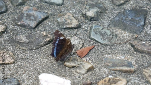Blue Admiral - Kaniska canace - is on the ground in Fukuoka prefecture, JAPAN. without sounds photo