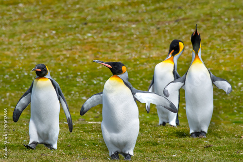 Four King Penguins out for a walk at Volunteer Point  Falkland Islands