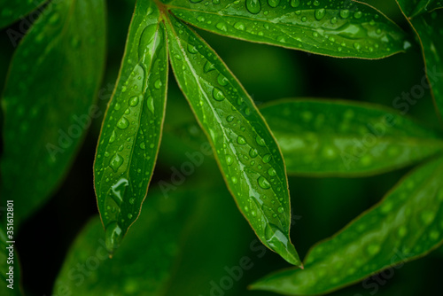 dew drops on beautiful green leaves in sunshine at garden, summer concept 