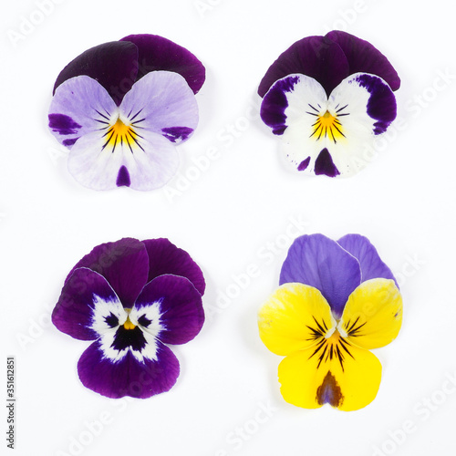 Flowering set of colorful pansies in the garden. Natural spring flower background. Various set of Pansy flowers on white background.  photo