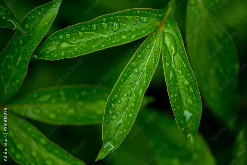 Fototapeta premium dew drops on beautiful green leaves in sunshine at garden, summer concept 