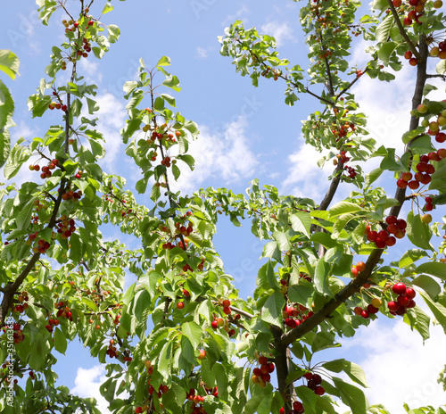 Branch with leaves and cherries of a cherry tree