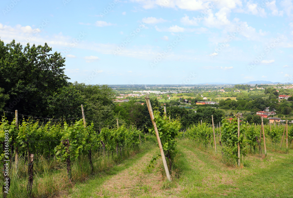 cultivation of vineyards for wine production on the hill and the