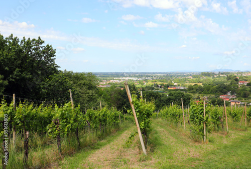 cultivation of vineyards for wine production on the hill and the