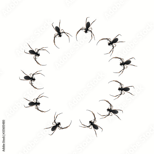 Spiders Forming a Circle on a Transparent Background © Philippos