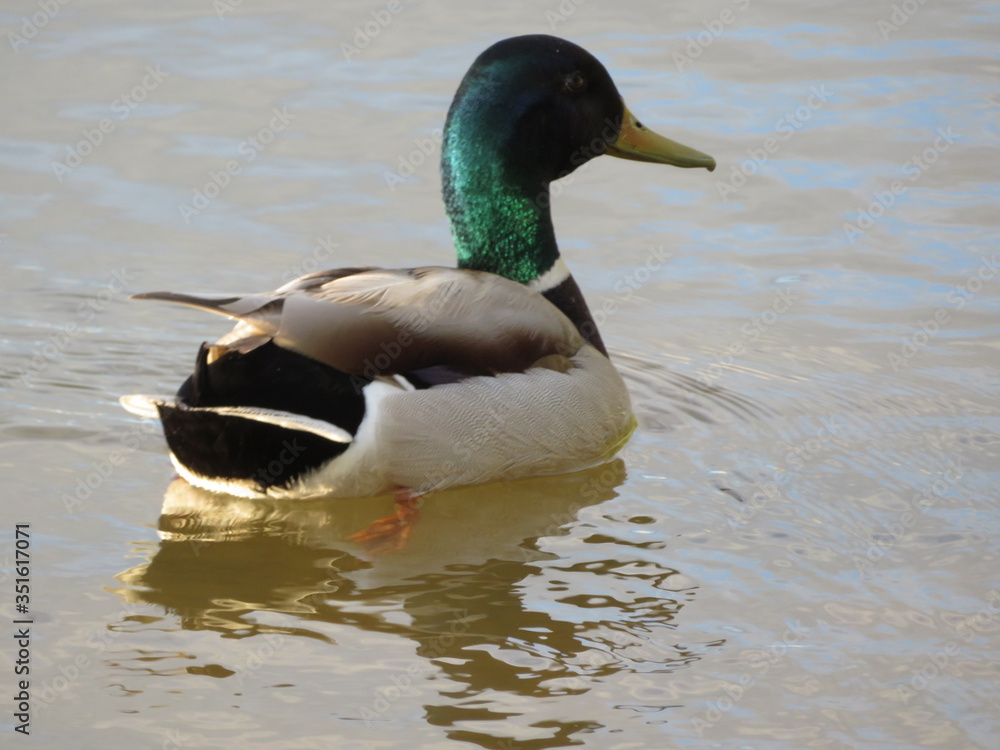 animal bird bird swim pen colors water fly animal bird bird swim pen colors water fly