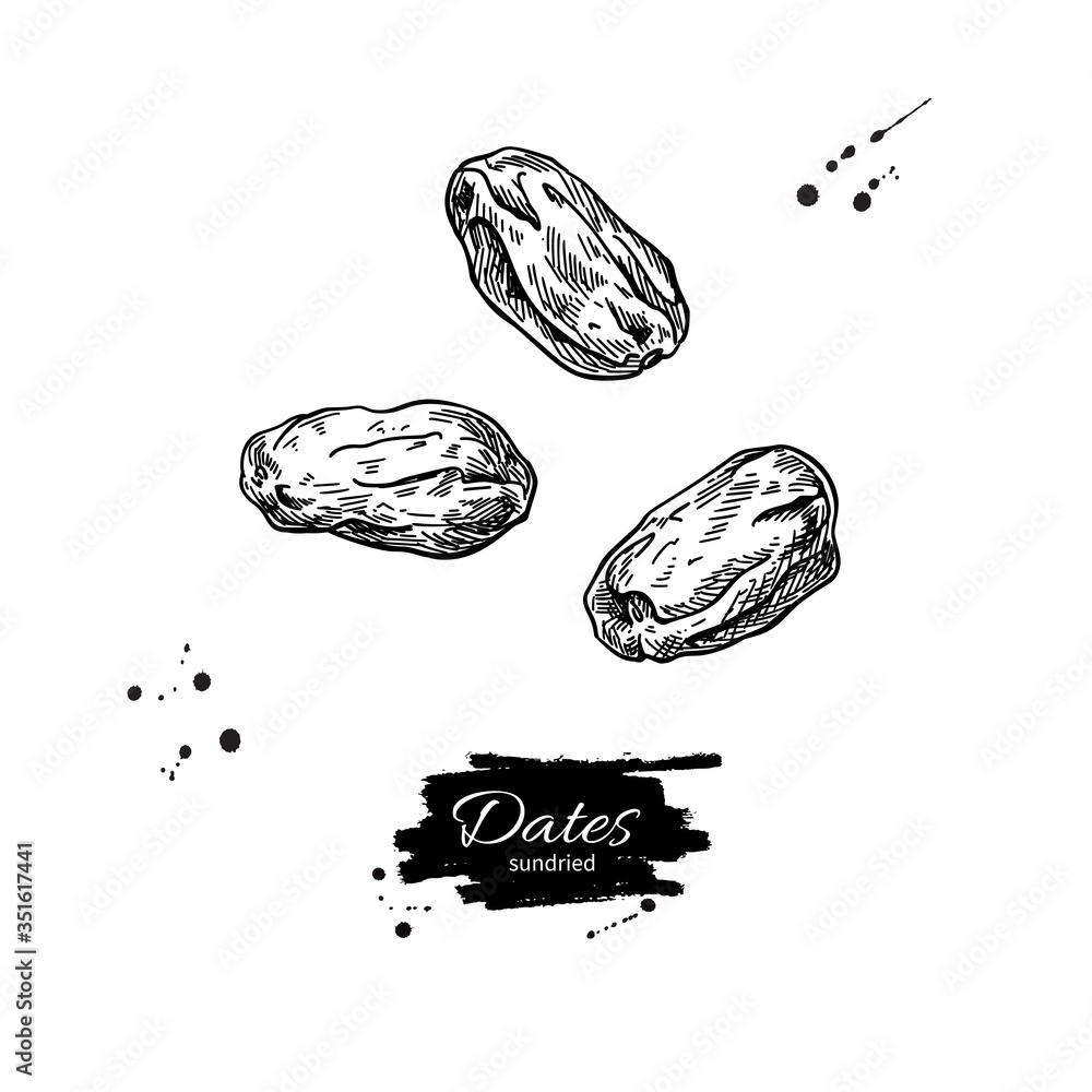Dried dates vector drawing. Hand drawn dehydrated fruit illustration
