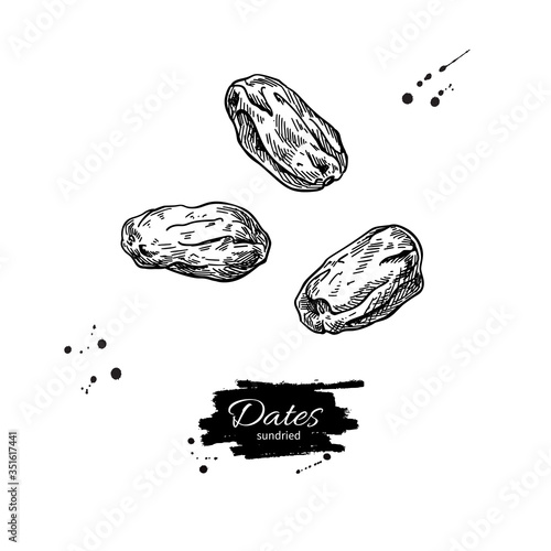 Dried dates vector drawing. Hand drawn dehydrated fruit illustration.