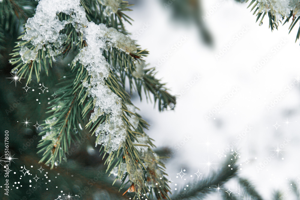 Winter christmas background with snow fir branches cones on forest background. Pine branches with hoarfrost. green colors, winter time, cold weather. Ice on tree.
