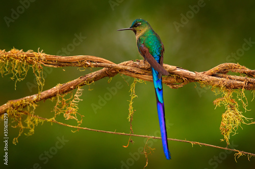 Hummingbird from Peru, wildlife from tropic jungle. Wildlife scene from nature. Hummingbird Long-tailed Sylph with forest habitat. Blue bird with long tail.