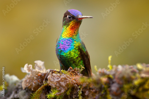 Red glossy shiny bird. Fiery-throated Hummingbird, Panterpe insignis, colorful bird sitting on branch. Mountain bright animal from Costa Rica. photo