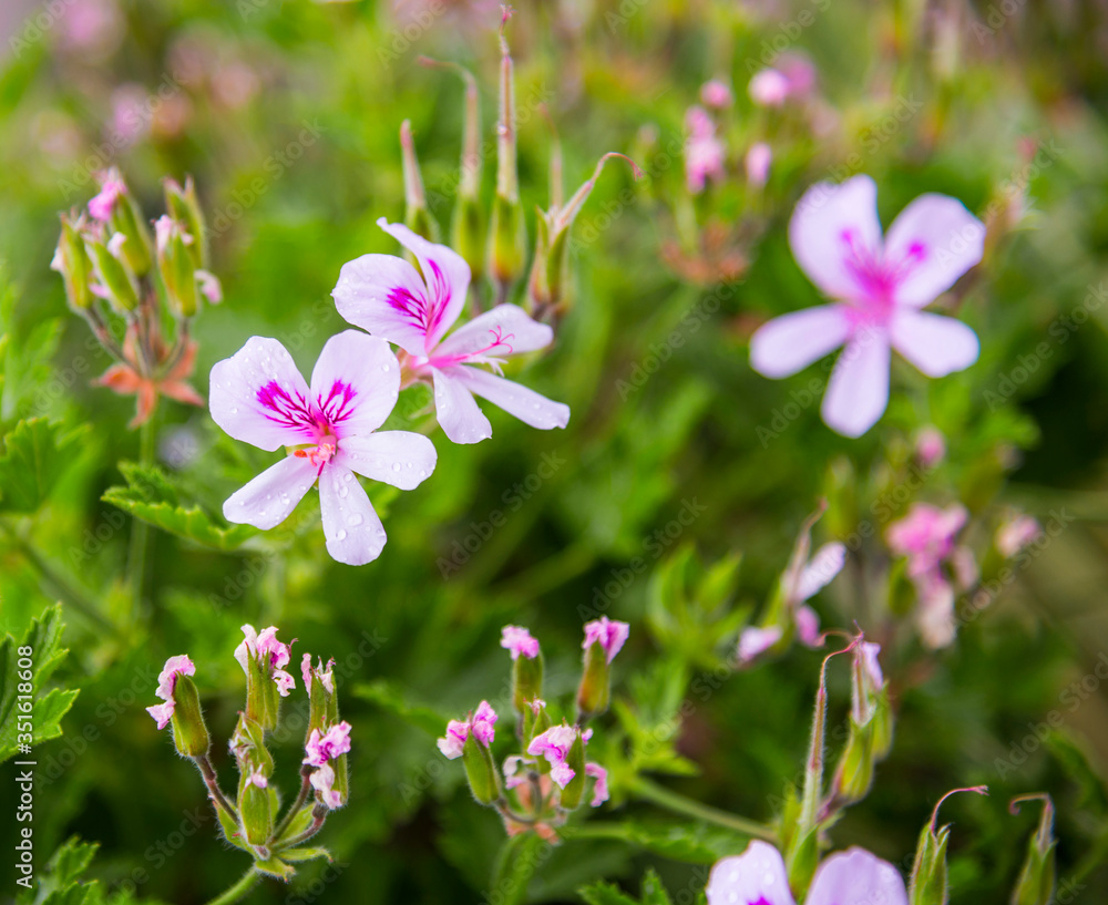 Fototapeta premium Blooming pink pelargonium
