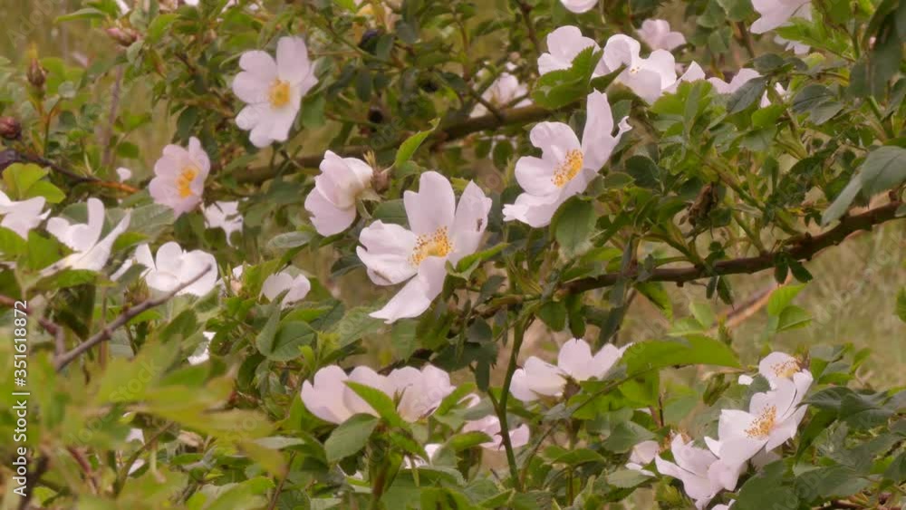 Rosehip (wild rose) is a thorny shrub growing in Eurasia and America ...