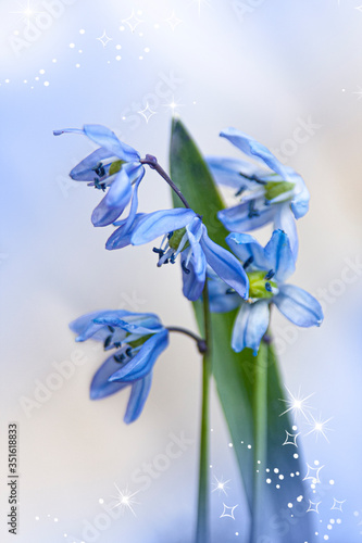 Blue and white scylla flowers in early spring, closeup, blurred background