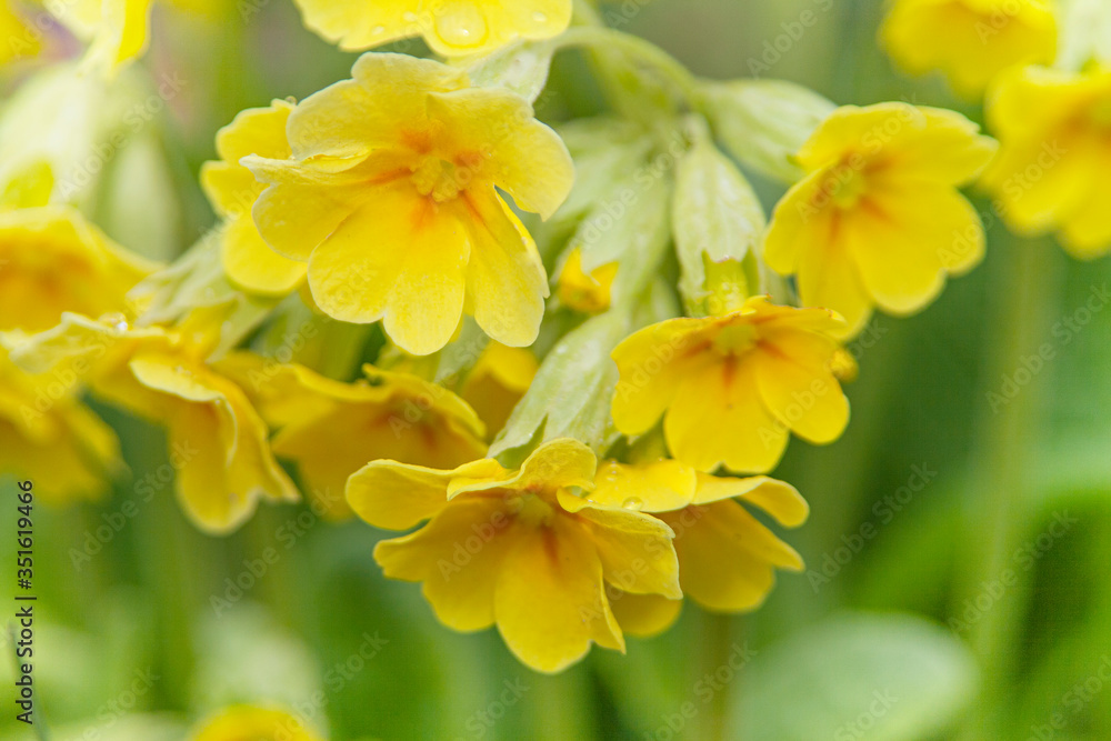 Yellow primrose flowers on a green background, macro. Beautiful miniature bouquet. Yellow primrose flowers on a green background, macro. Beautiful miniature bouquet.