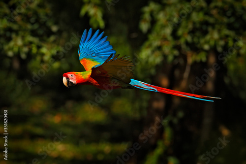 hybrid Ara macao x Ara ambigua form, in tropical forest, Costa Rica. Red hybrid parrot in forest. Rare Macaw parrot flying in dark green vegetation. Wildlife scene tropical nature.