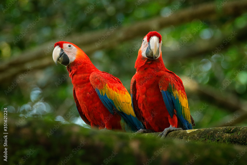 Pair of big parrots Scarlet Macaw, Ara macao, in forest habitat. Bird love. Two red birds sitting on branch, Costa Rica. Wildlife love scene from tropical forest nature.
