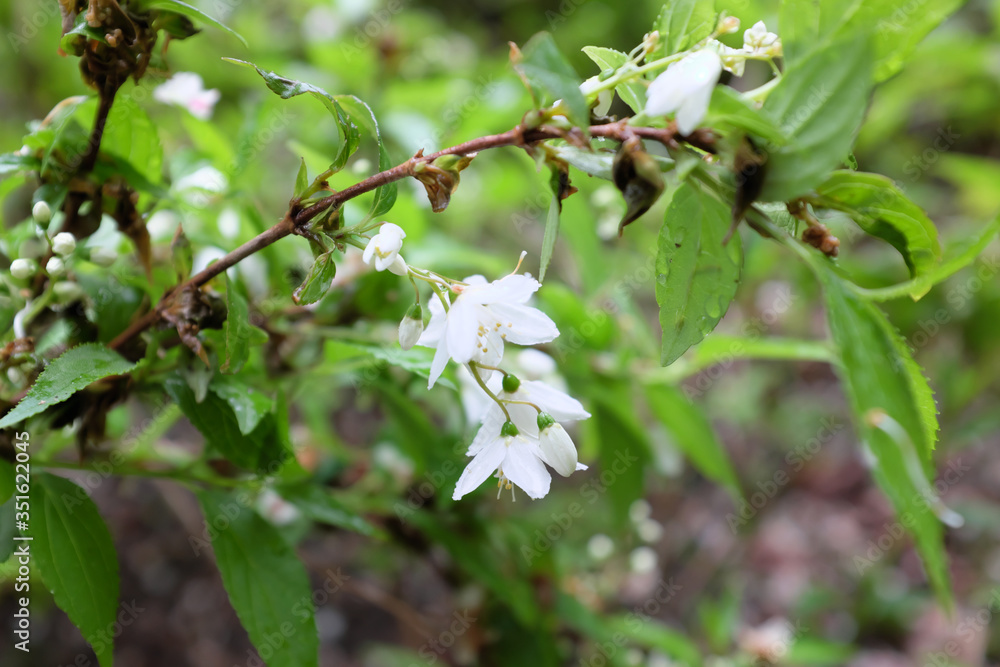 Fototapeta premium Deutzia gracilis S. et Z. (Hydrangeaceae), outdoor plants 2020