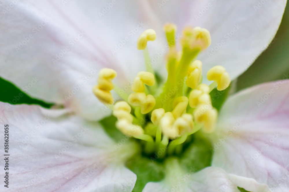 Fototapeta premium Flowering apple trees in spring. White flowers on a tree. Macro photo 