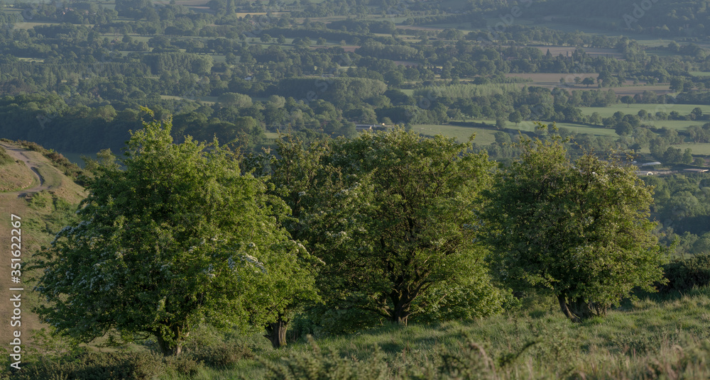 Three green trees with British countryside background