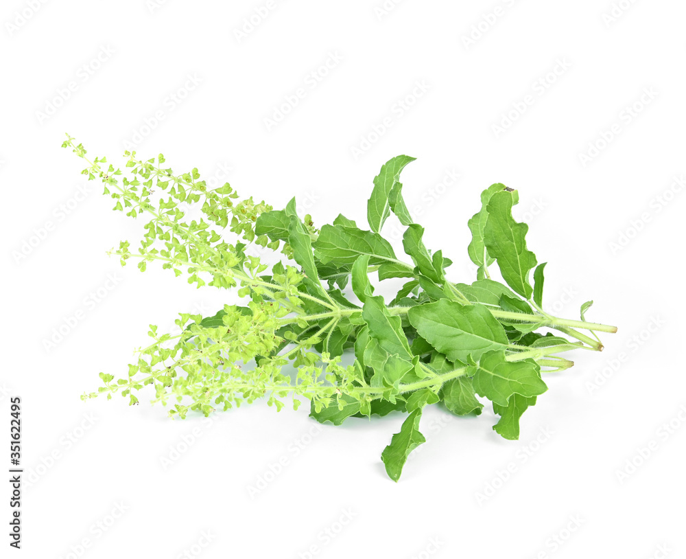 Holy basil or tulsi leaves isolated over white background Holy basil or tulsi leaves isolated over white background